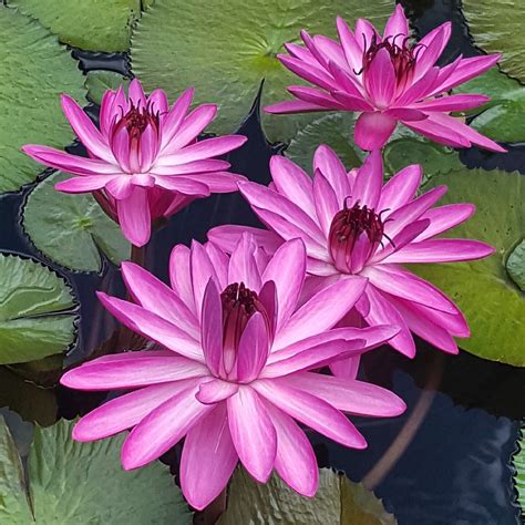 Aquatic Plants Images .